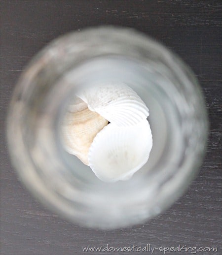 Shells in a Cloche Shells in a Cloche