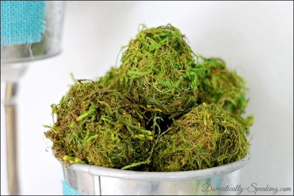 Collection of moss eggs in a galvanized bucket Collection of moss eggs in a galvanized bucket