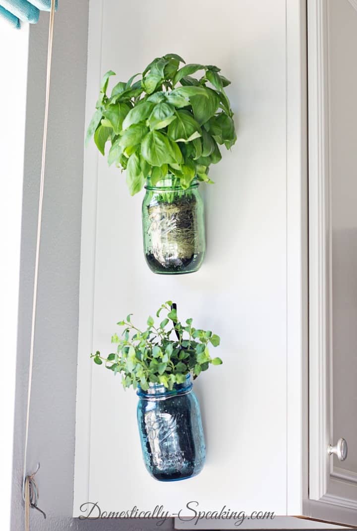 Fresh Basil Herbs in a Hanging Mason Jar