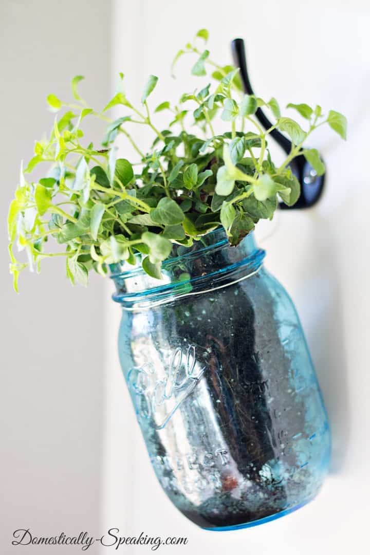 Hanging Fresh Herbs in a Vintage Blue Mason Jars Hanging Fresh Herbs in a Vintage Blue Mason Jars