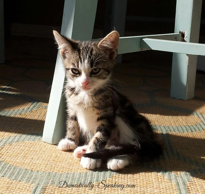 An Easy Way to Help!