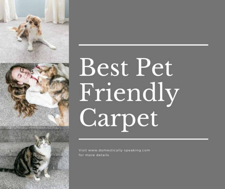 Pet Friendly Carpet Domestically Speaking
